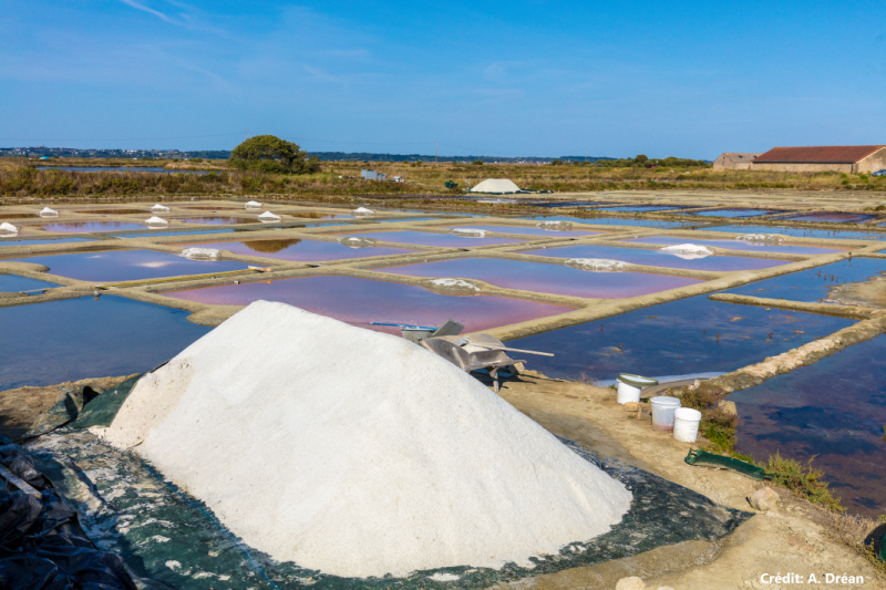 Salt marshes