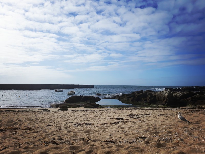 laisse mer mouette