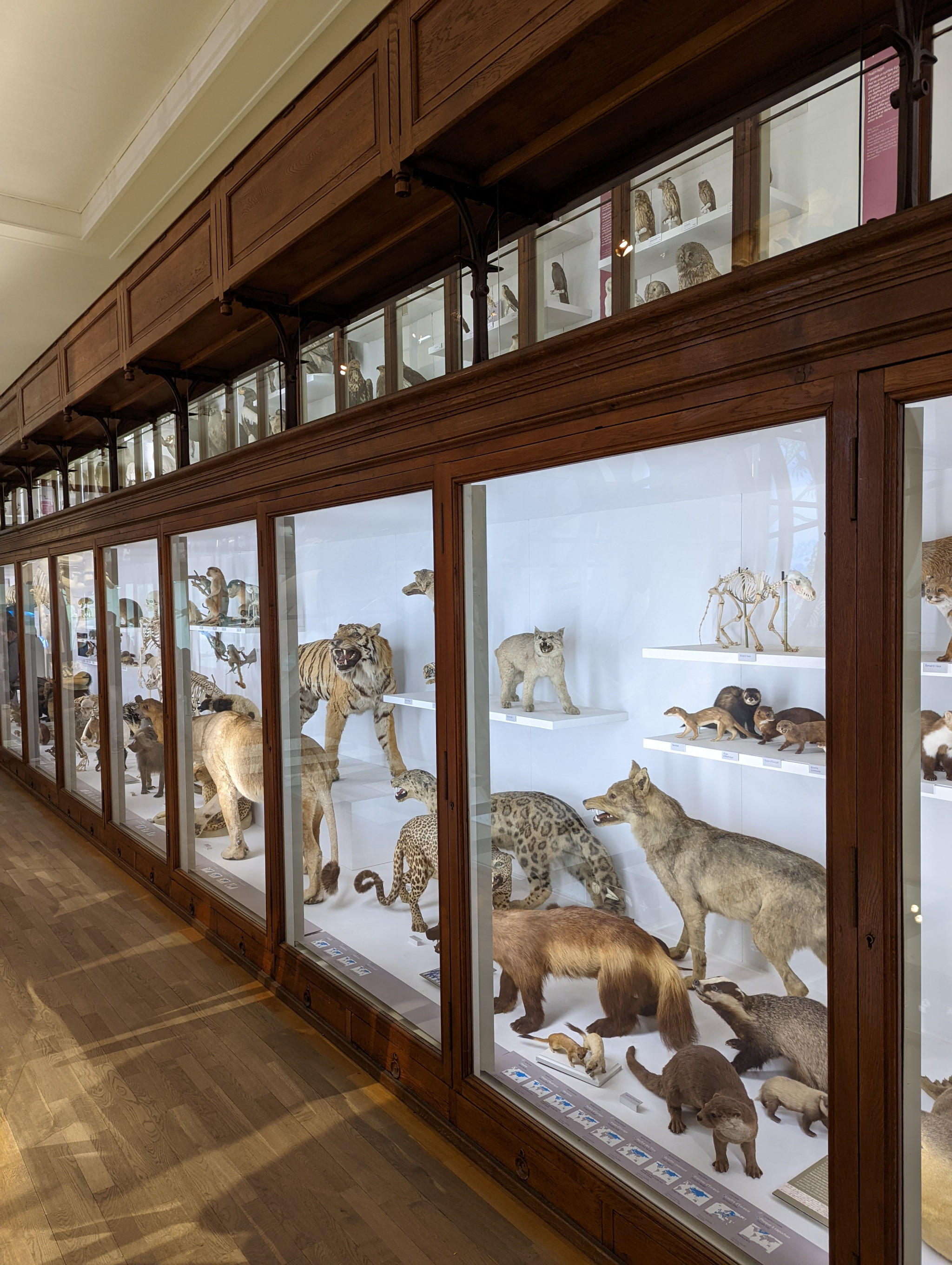 Muséum d'histoire naturelle Nantes - galerie zoologie