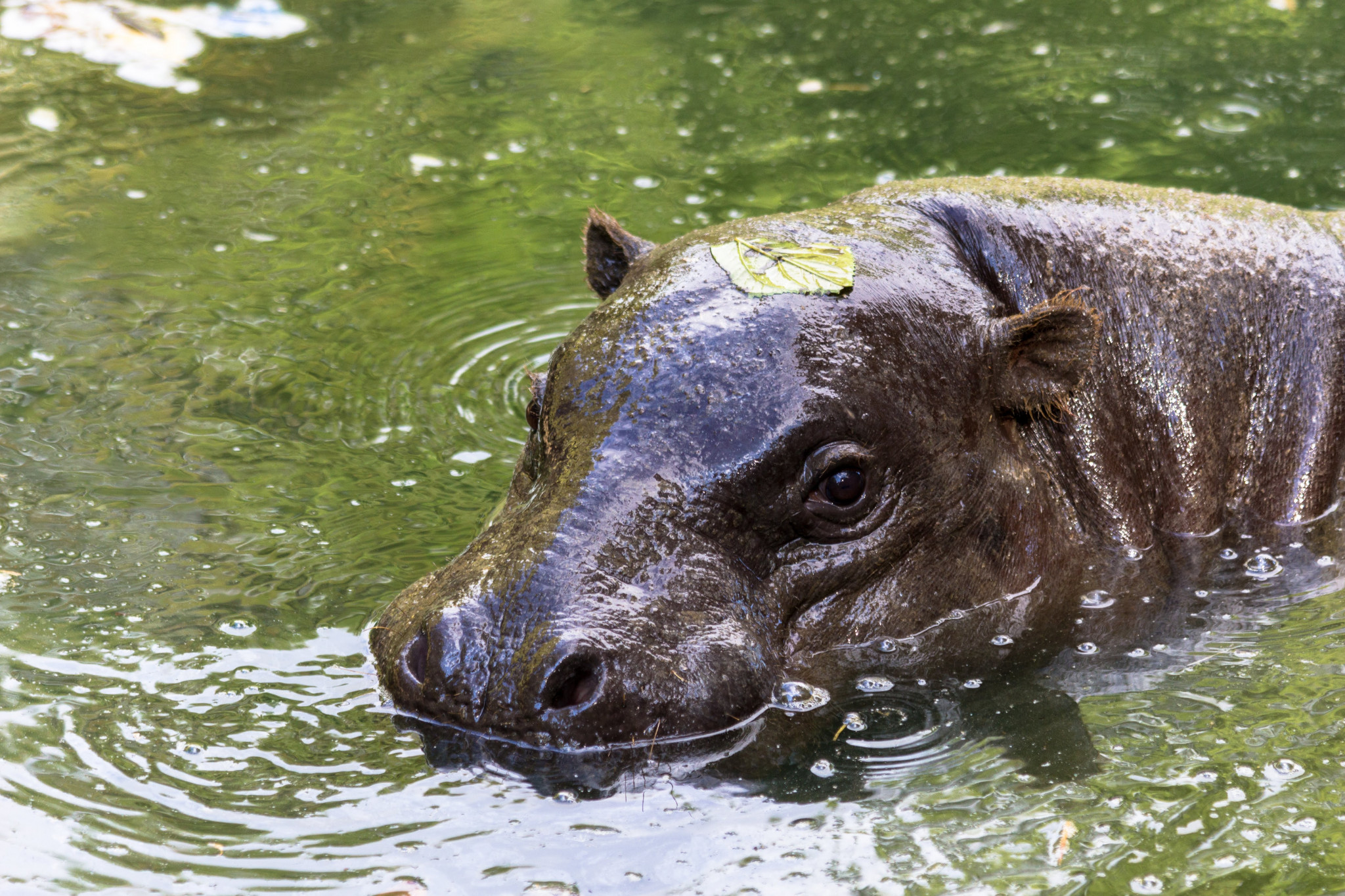 Hippopotame pygmée - Parc animalier et botanique de Branféré