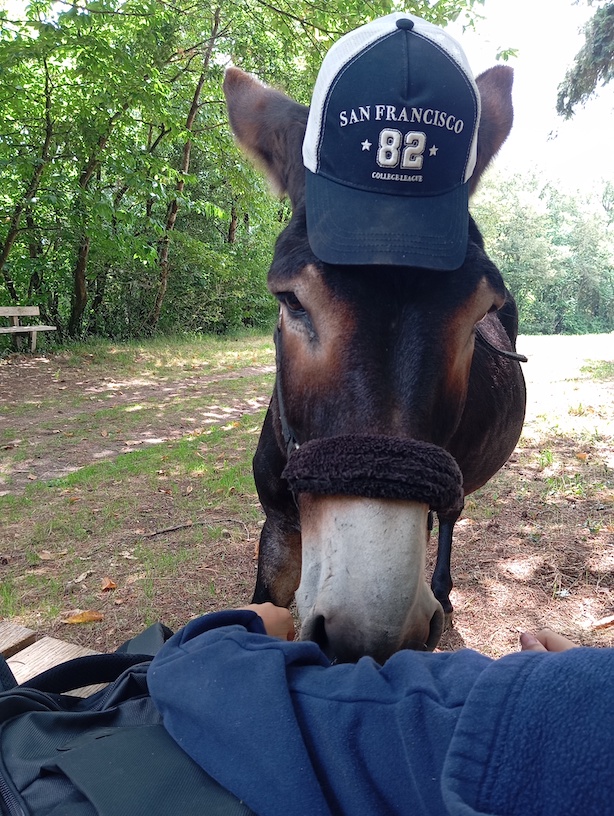 Aux ânes etc... - Guenrouet