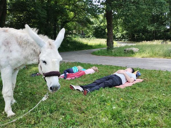 Aux ânes etc... - Guenrouet