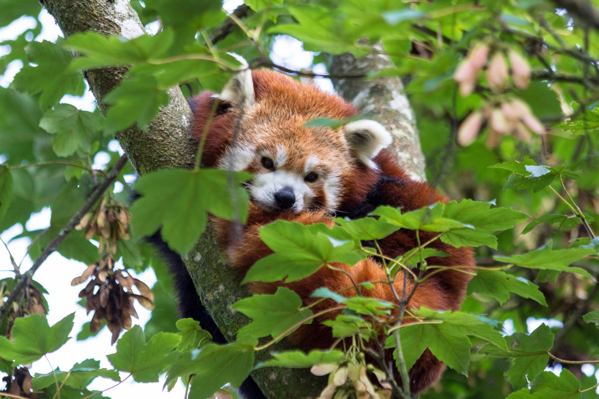 Panda roux - Parc animalier et botanique de Branféré