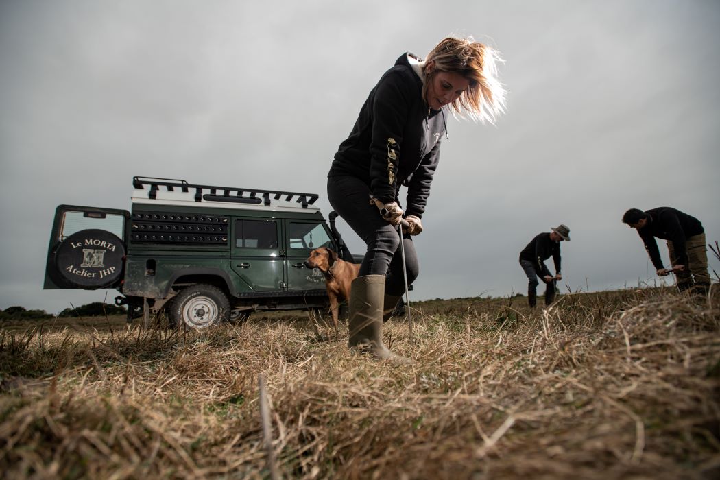 Extraction du Morta dans le marais de Brière