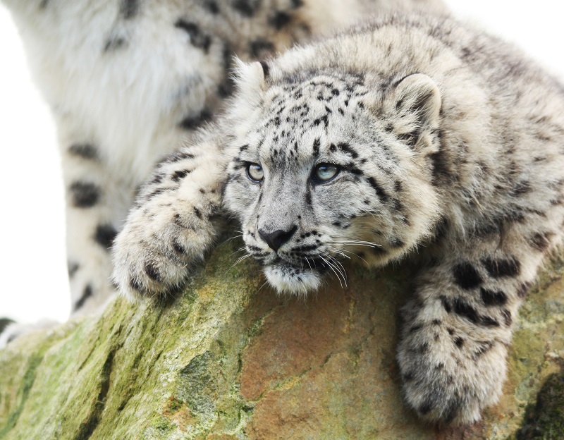 Zoo de la Boissière du Doré