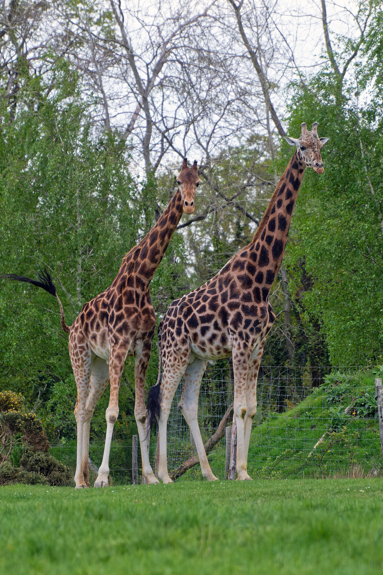 Girafes - Branféré