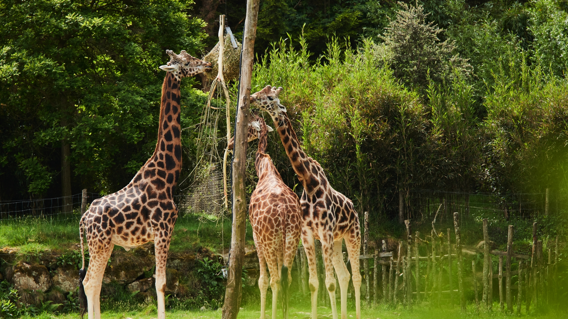 Girafes - Parc animalier et botanique de Branféré