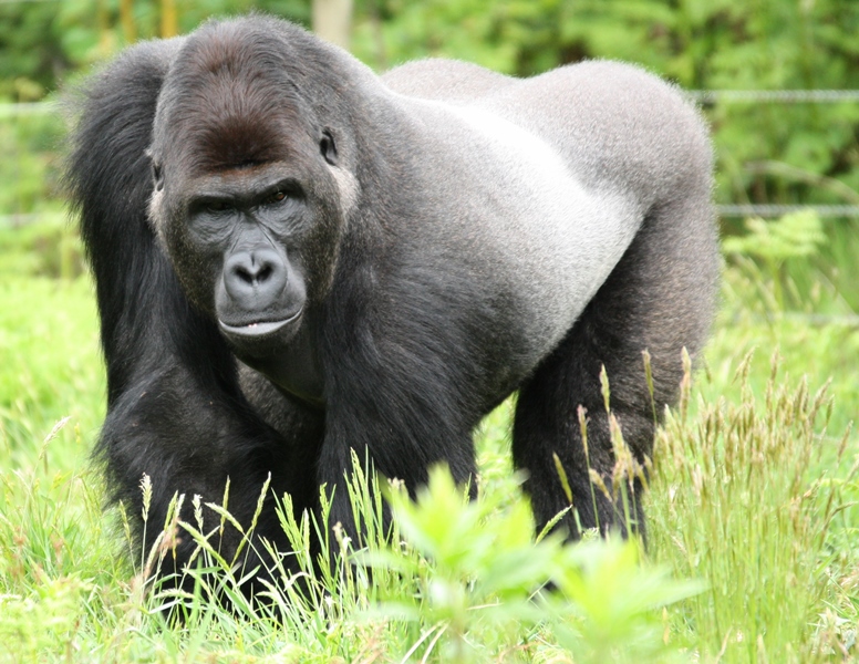 Zoo de la Boissière du Doré