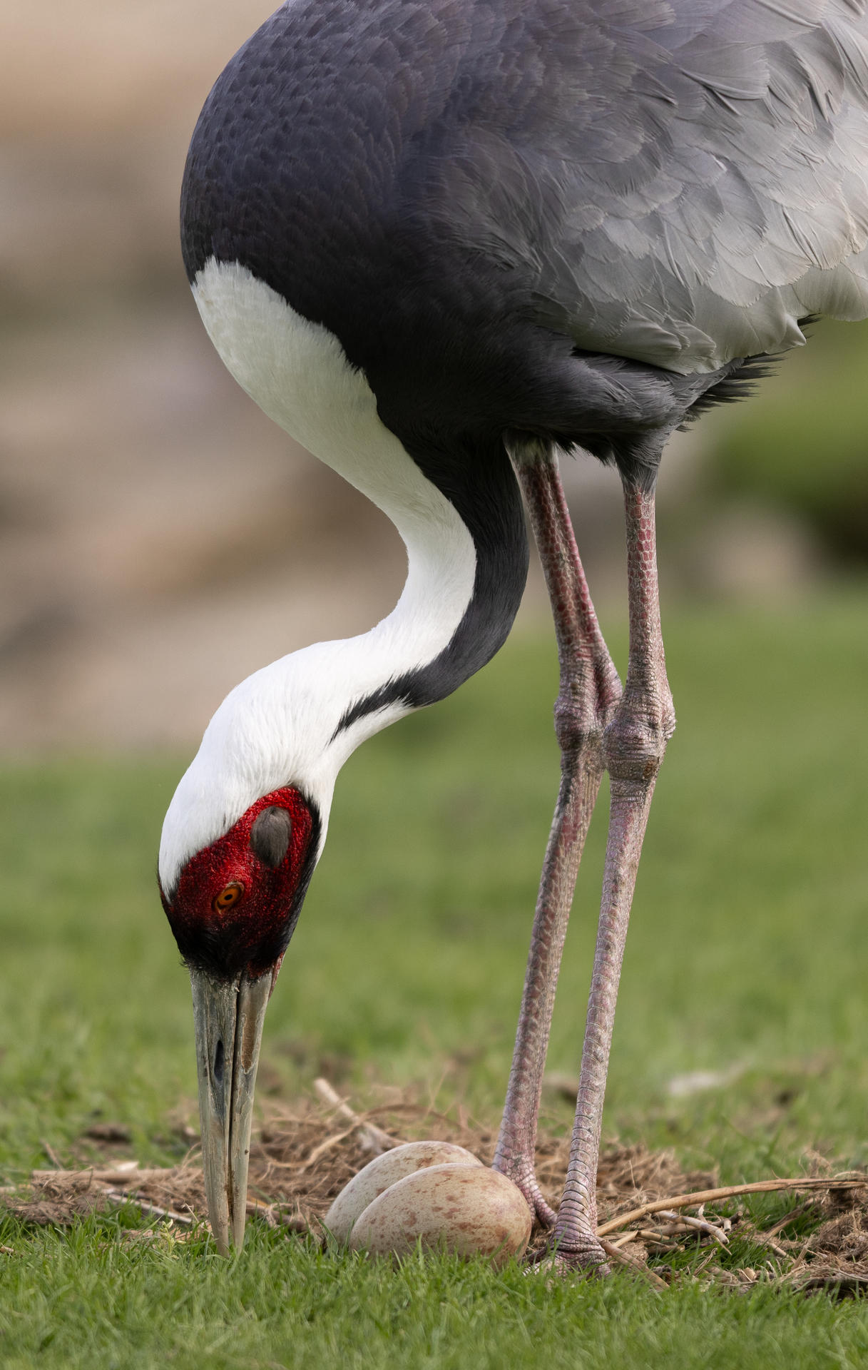 Grue de Chine - Branféré