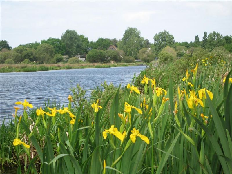 La Faune Briéronne - Promenade dans le marais de Brière - Le marais au printemps