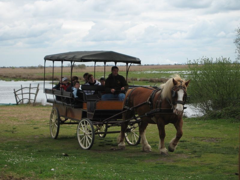 La Faune Briéronne - Promenade en calèche pour découvrir le village de chaumières de Bréca