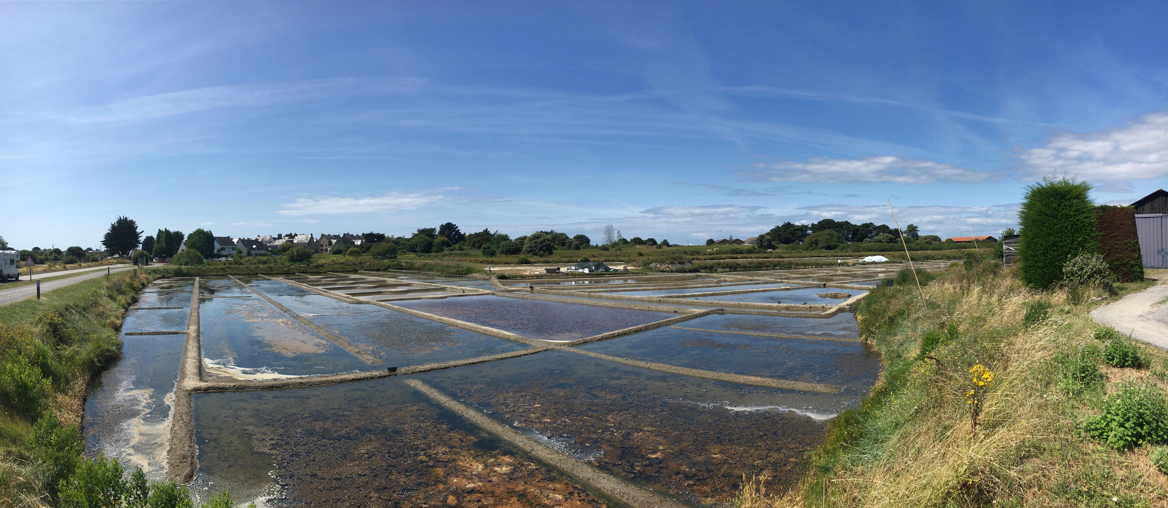 The salt marshes