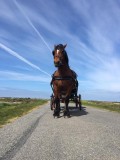 K-Unique Batz Equestre