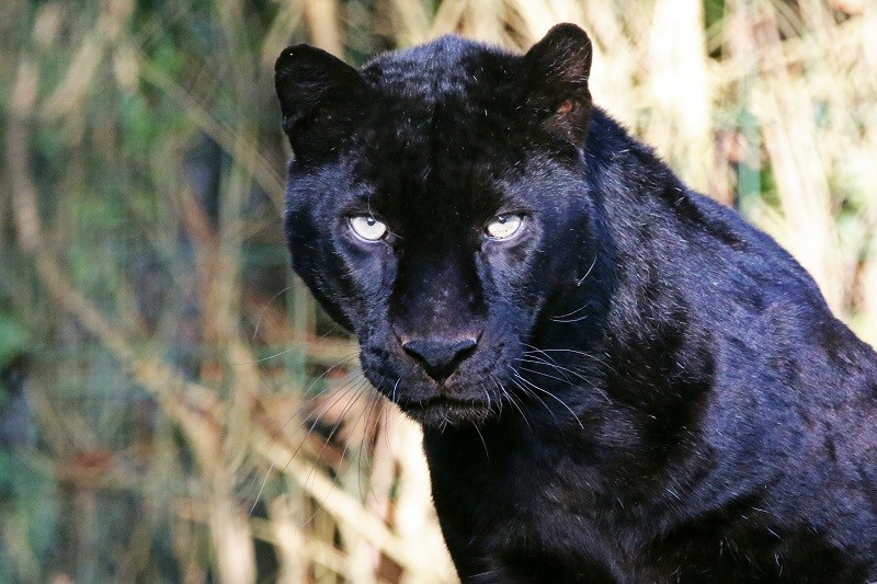 01 - Parc Zoologique de La Boissière du Doré