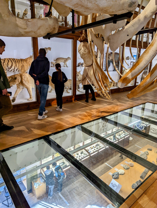 Muséum d'histoire naturelle Nantes - galerie zoologie