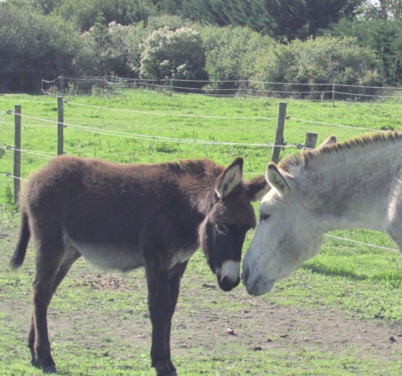 Donkeys - La p'tite ferme de Mélie