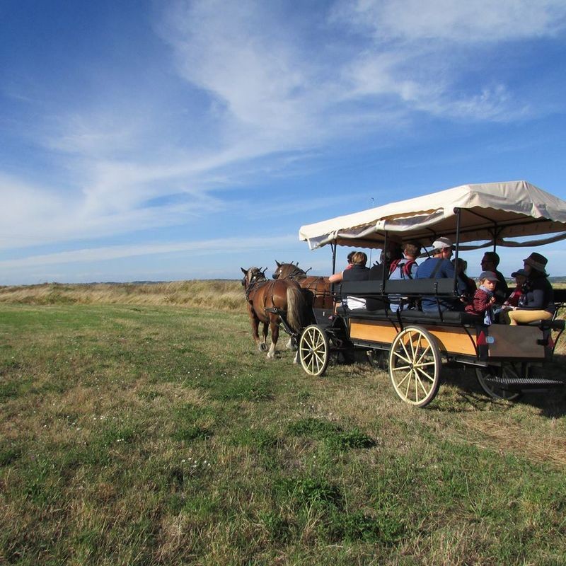 Carriages rides - La p'tite ferme de Mélie