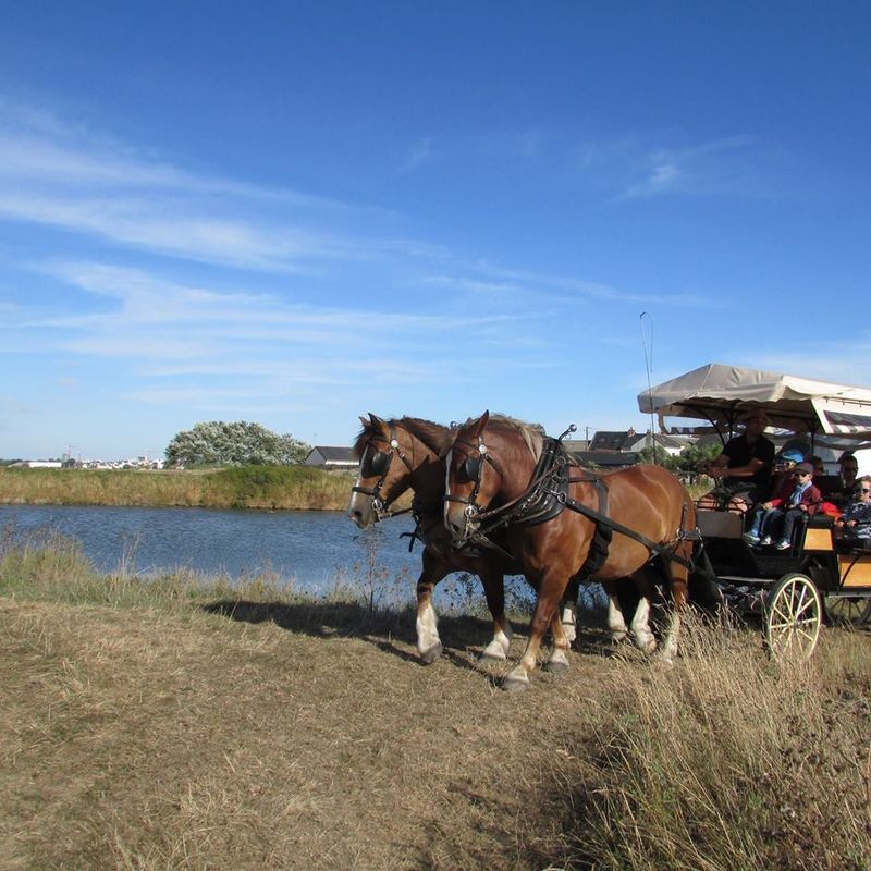 Carriages rides - La p'tite ferme de Mélie