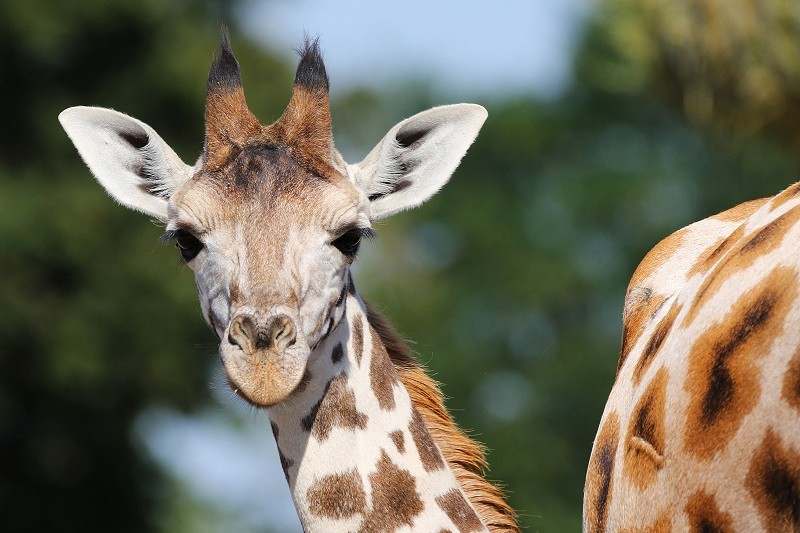 Zoo de la Boissière du Doré