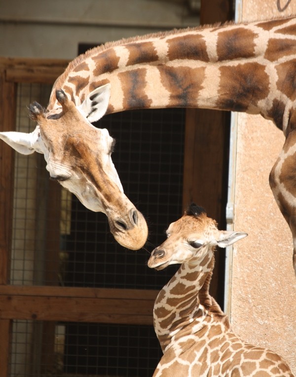 Zoo de la Boissière du Doré