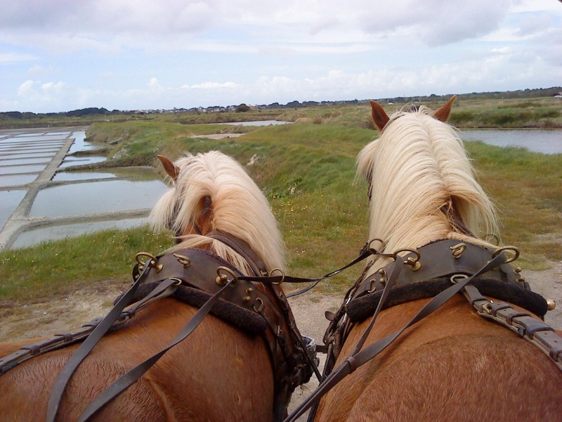 Guérande, Centre équestre les Chevaux de Congor, balade en calèche dans les marais salants