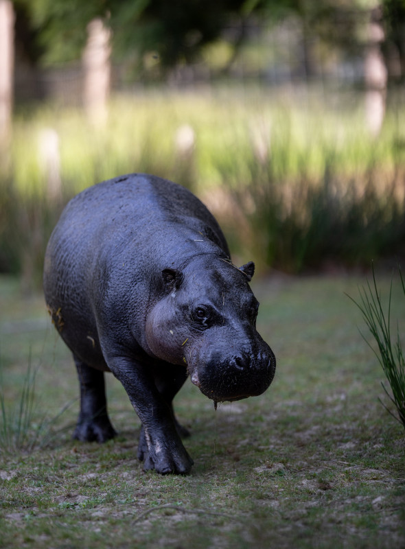 Hippopotame pygmée - Branféré Hippopotame pygmée - Branféré