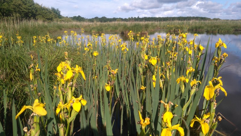 Iris en fleur - Saint Lyphard