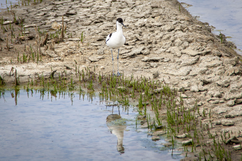 Maison des paludiers - Avocette - Guérande