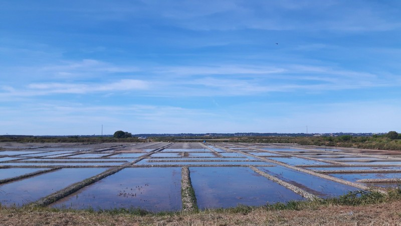 The salt marshes