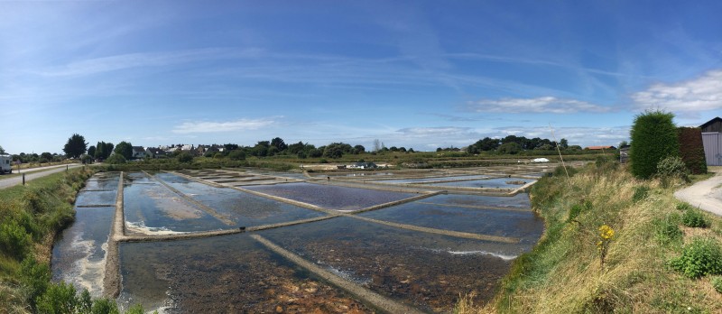 The salt marshes