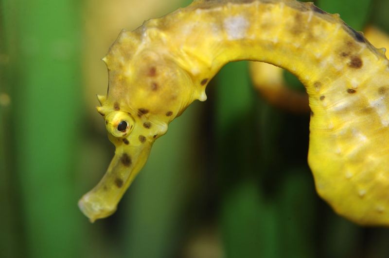 Océarium du Croisic - hippocampe abdominalis