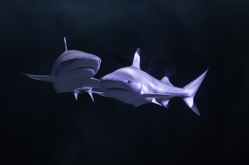 Océarium du Croisic - Requin 