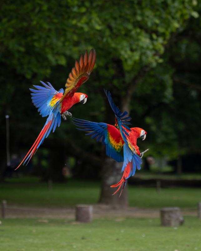 Parc animalier et botanique de Branféré - Le Guerno - Aras Parc animalier et botanique de Branféré - Le Guerno - Aras