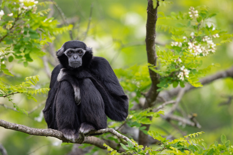 Parc animalier et botanique de Branféré - Le Guerno - Gibbon à bonnet Parc animalier et botanique de Branféré - Le Guerno - Gibbon à bonnet
