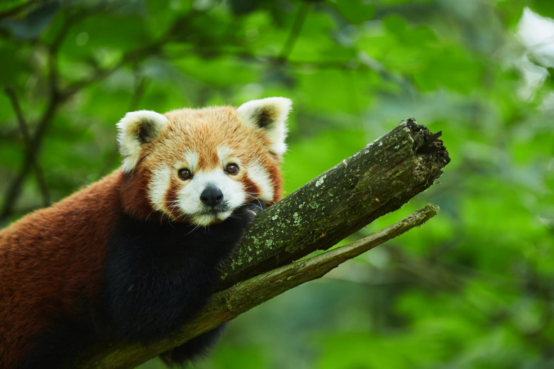 Parc animalier et botanique de Branféré - Le Guerno - Panda roux Parc animalier et botanique de Branféré - Le Guerno - Panda roux