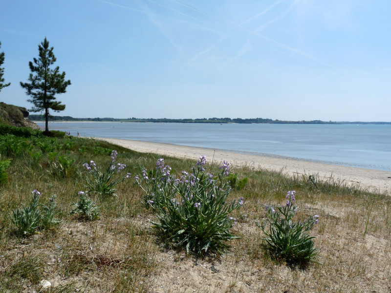 Plage du Palandrin - Pénestin