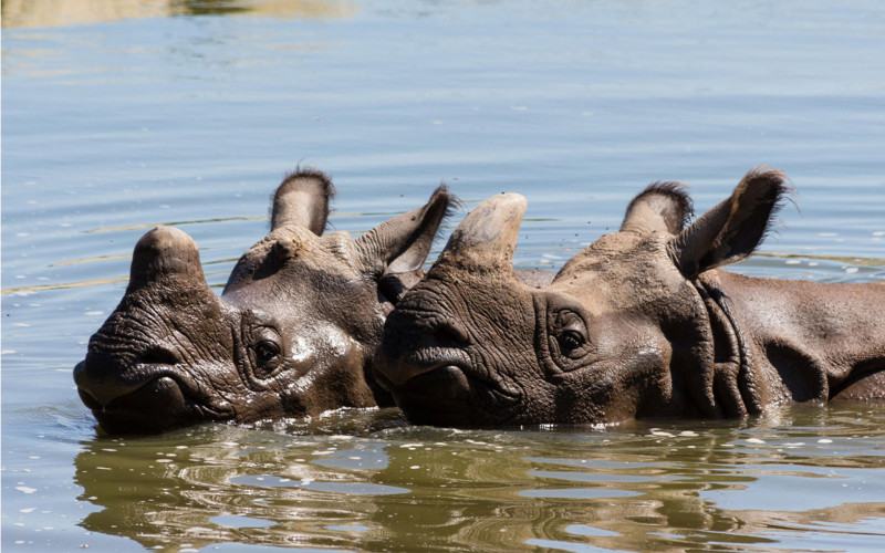 Rhinocéros indiens - Parc animalier et botanique de Branféré