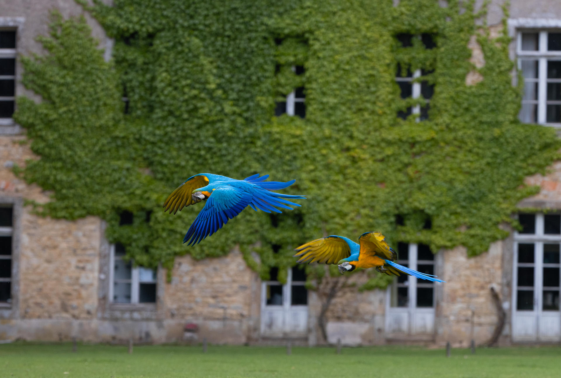 Parc animalier et botanique de Branféré - Le Guerno - Aras