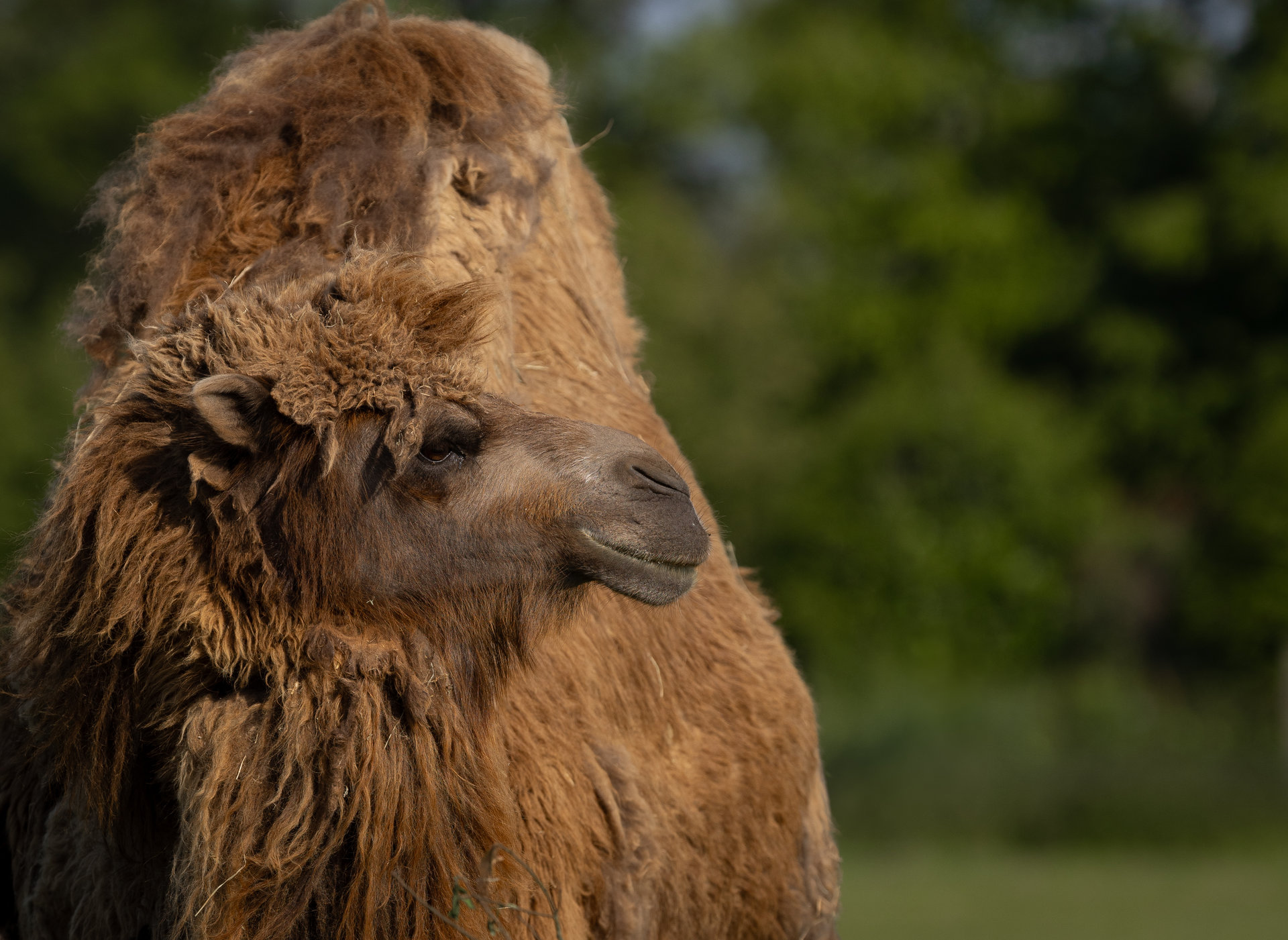Parc animalier et botanique de Branféré - Le Guerno - Chameau