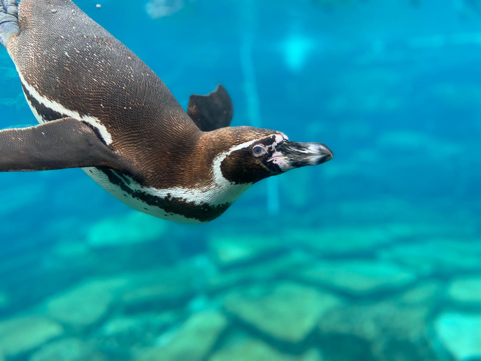 Parc animalier et botanique de Branféré - Le Guerno - Manchot de humboldt