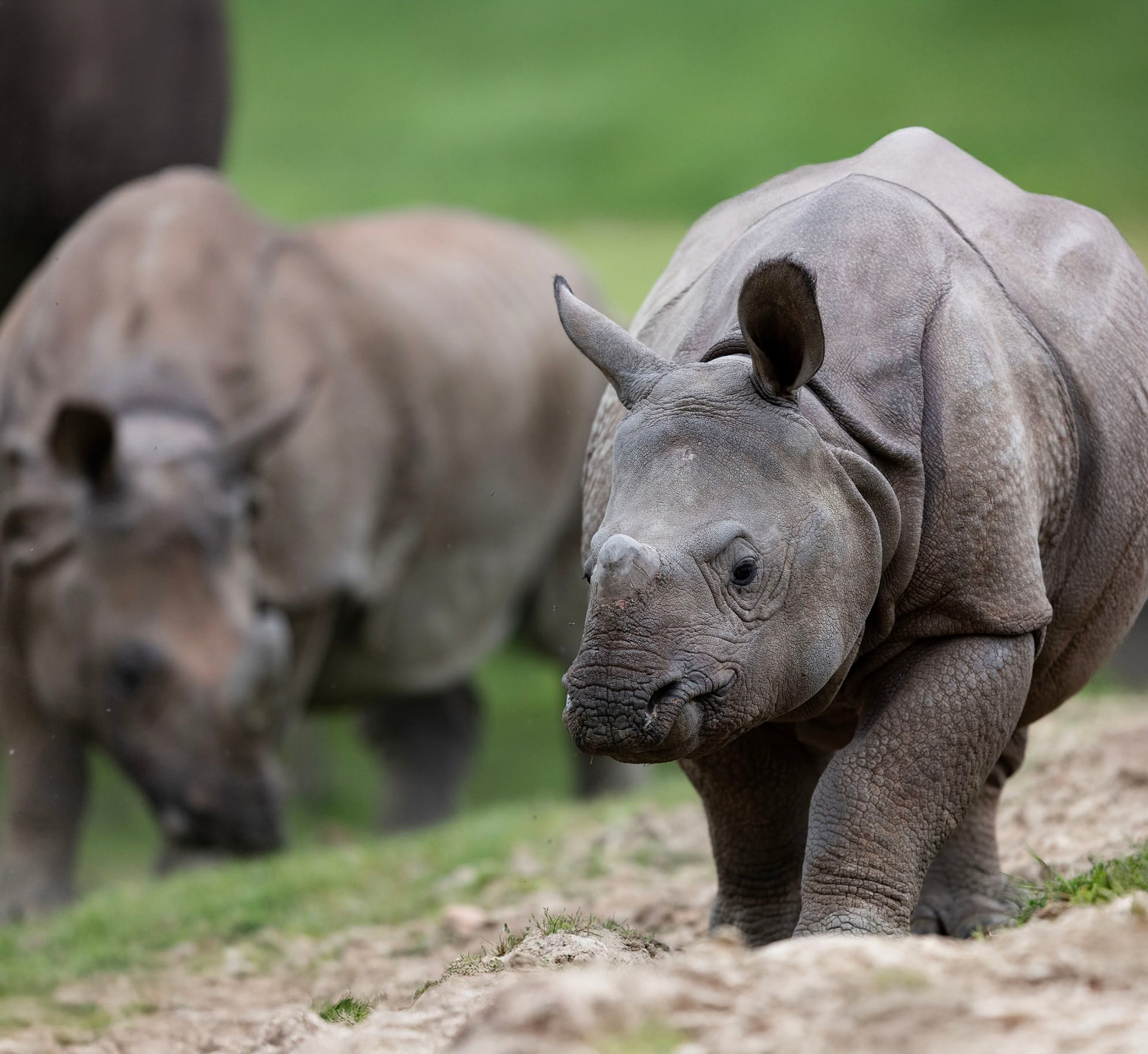 Rhinocéros indien - Branféré