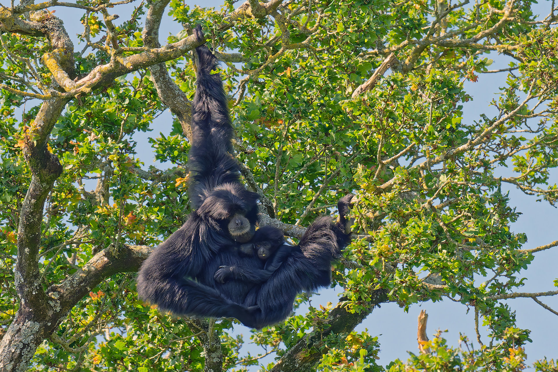 Siamang - Branféré