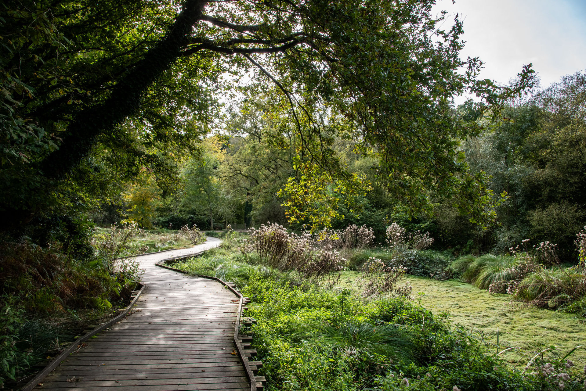 Zone humide - Branféré