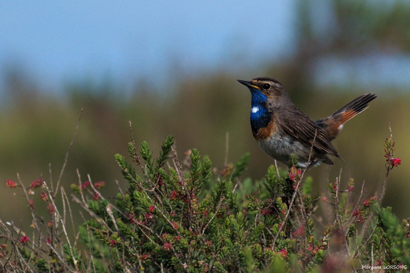 arriv-e-de-la-gorge-bleue-2592404