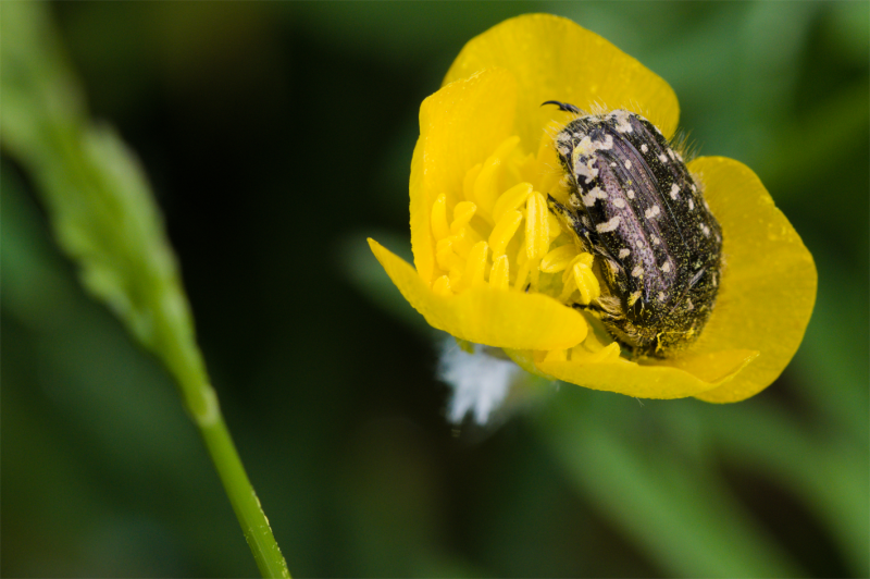 Batz_insectes