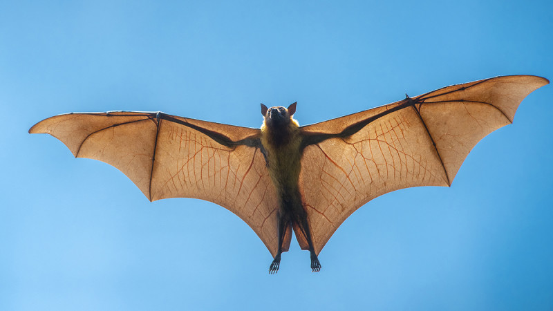 chauve-souris-ailes-2597972