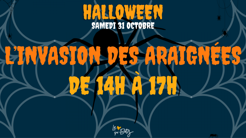 Invasion des araignées - Batz-sur-Mer