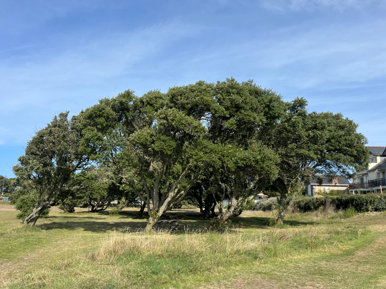 vg-arbres-2592767